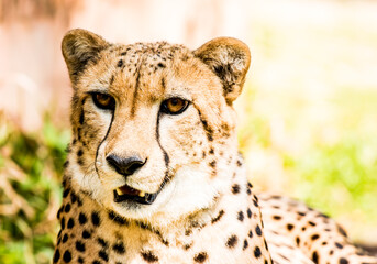 Close up cheetah face  in Chiangmai Thailand