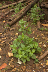 green moss on the tree
