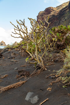 Specimen of Kleinia neriifolia on the beach of Nogales, known in Spanish as verode or berode, is a species of flowering plant in the daisy family, Asteraceae. It is endemic to the Canary Islands.