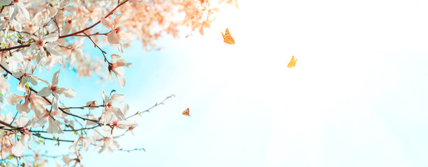 Banner. Magnolia flowers on tree with flying butterflies against blue sky. Spring background. Soft focus