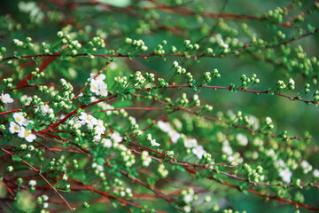Spring white flower background.Spirea bush in blossom. Soft focus