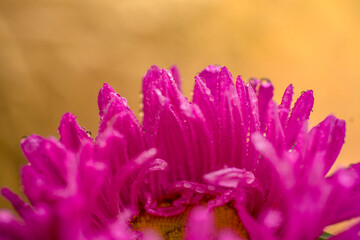 chrysanthemum with dew drops in greenery is very beautiful