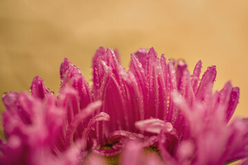 chrysanthemum with dew drops in greenery is very beautiful