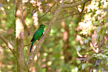  Mangrovy - Isla Damas - Malpa kapucínská (White-faced Capuchin) © Lukas