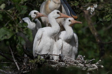 Eurasian spoonbill (Platalea leucorodia) with three young spoonbills on the nest. Four weeks old. Photographed in the Netherlands.