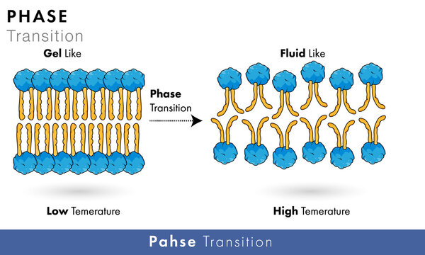Phase transition mechanism in Phospholipids of plasma membrane at different temperature  vector design 