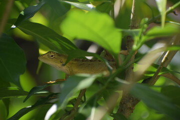 Obraz premium green lizard on a branch