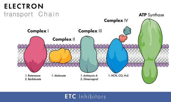 Electron transport chain or chemiosmosis, oxidative phosphorylation inhibitors in mitochondria vector illustration for molecular biology