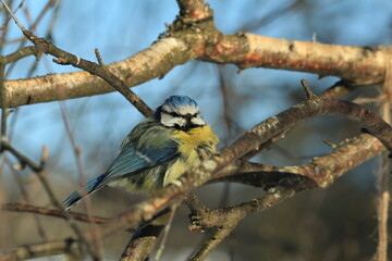 Cyanistes caeruleus, Eurasian Blue Tit, European Blue Tit. 
A titmouse, ruffled by a severe frost, with bright yellow, green and blue plumage, sits on a birch branch against a blue sky in winter.