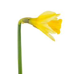 Narcissus flower isolated on white background with clipping path