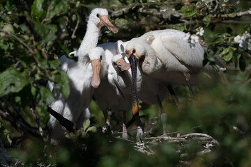 Eurasian spoonbill (Platalea leucorodia) with three young spoonbills on the nest. Four weeks old. Photographed in the Netherlands.