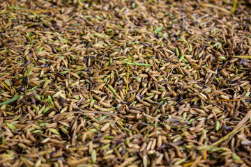 freshly harvested rice seeds