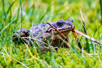 A common frog, Rana temporaria, hiding between the green gras and moss in Ireland