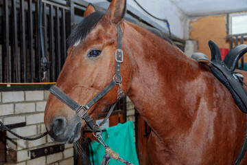 Obraz premium Close up portrait of a beautiful horse in a stable. Brown color
