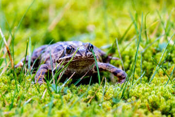 A common frog, Rana temporaria, hiding between the green gras and moss in Ireland