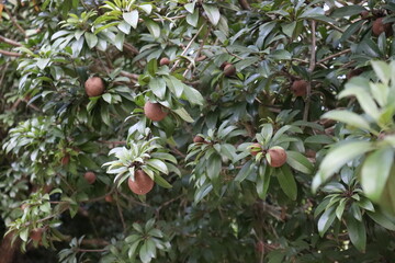 sapodilla closeup on tree in farm