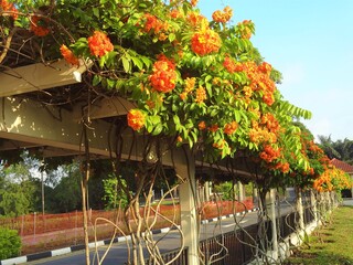 Chinese trumpet creeper at Mount Faber Park in Singapore - ノウゼンカズラ (凌霄花)...