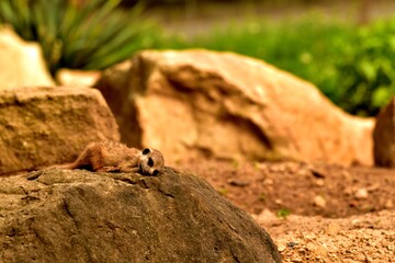 Meerkat lying on a stone