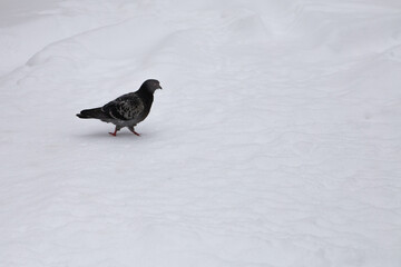 The dove walks in the snow. Looking for food.