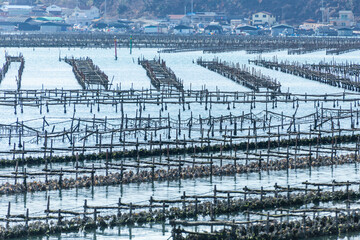 貝の養殖と漁村