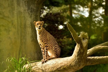 Cheetah in the wild nature 
