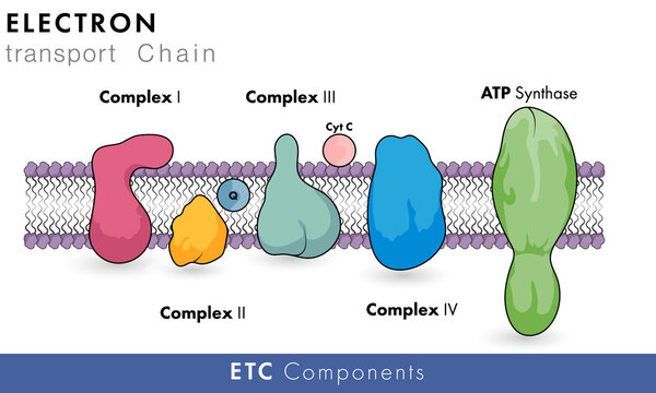 molecular structure of electron transport chain in white background with membrane in with all Complexes and ATP synthase vector graphic design 