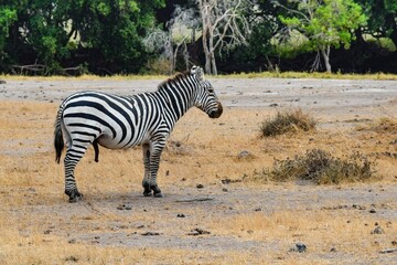 Fototapeta na wymiar group of zebras in amboseli national park