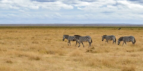 group of zebras in amboseli national park