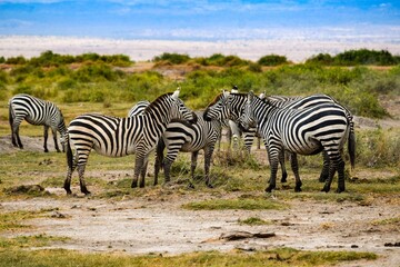 Fototapeta na wymiar group of zebras in amboseli national park