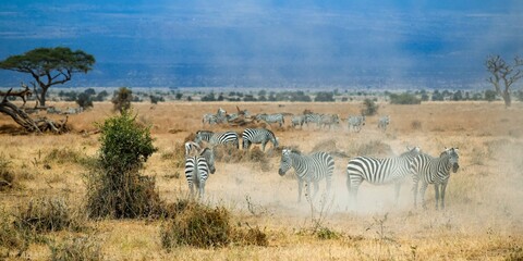 Obraz na płótnie Canvas group of zebras in amboseli national park