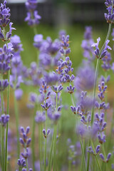 Blooming lavender in summer. Purple fragrant flowers on the field. Aromatherapy. Nature cosmetics.