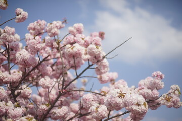 桃の花と青空、ソフトフォーカス
Peach blossoms and blue sky, soft focus