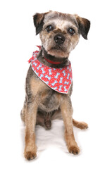 Border terrier