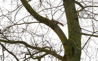 branches of a tree