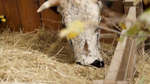 Grosse vache en train de se nourrir &agrave; la ferme