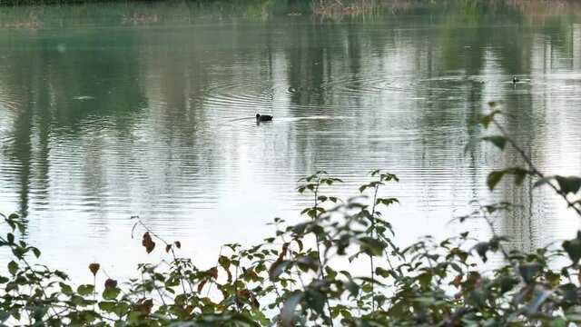 Ducks on the water swim and dive making circular ripples over the water surface.