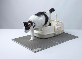 Black and white cat getting out from litter cat tray