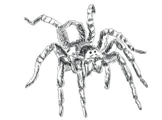 
Tarantula line art. Hand-drawn illustration isolated on white background. Vector