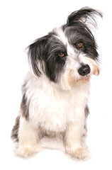 Bearded collie