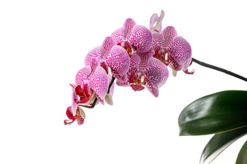 Flowers of a  spotted elegant orchid of the genus phalaenopsis Leopard Prince  isolated on white