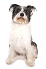 Bearded collie