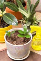 Different houseplants. Young little plant zamiokulkas in pot close up. Growing indoor homeplant