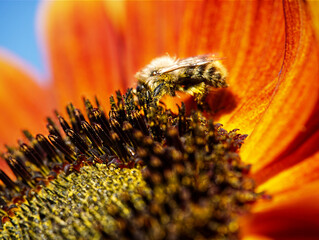 bumblebee  red sunflower close up