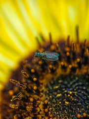 fly yellow snflower close up