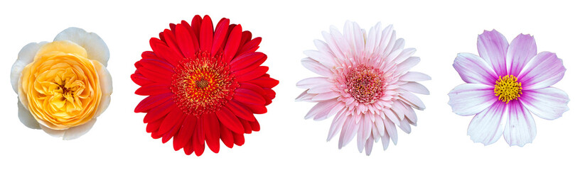 Set of beautiful flowers isolated on white background with clipping path