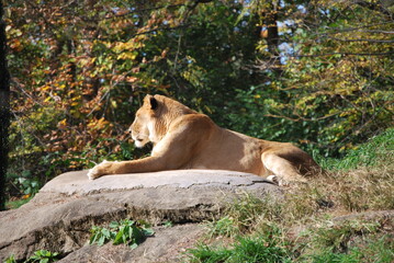 lion sunbathing