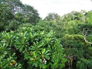 Fototapeta na wymiar Green forest in MacRitchie Reservoir Park, Singapore
