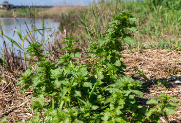 Fresh  green vegetation in the early morning at Lake Hula Nature Reserve in northern Israel