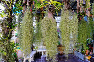 Spanish Moss (Tillandsia usneoides), air plant background.