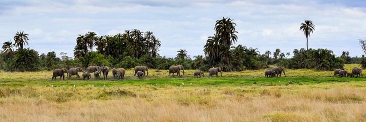 group of elephants in amboseli national park